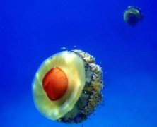 İ 涯818Щ೬õʵ