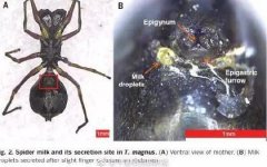 ���żӵ���ح֩��Ҳ�ܲ��飿���·�����ս��ͳ��ʶ