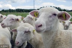 ��ô�ж�ĸ���Ѳ�ĸ���Ѳ���ô�죿