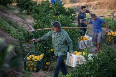 �ڰ˾���ũ������������ʲô���飿�����