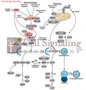 CSTй˾˽ⲻ࣬ữȴ